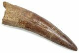 Fossil Spinosaurus Tooth - Real Dinosaur Tooth #376447-1